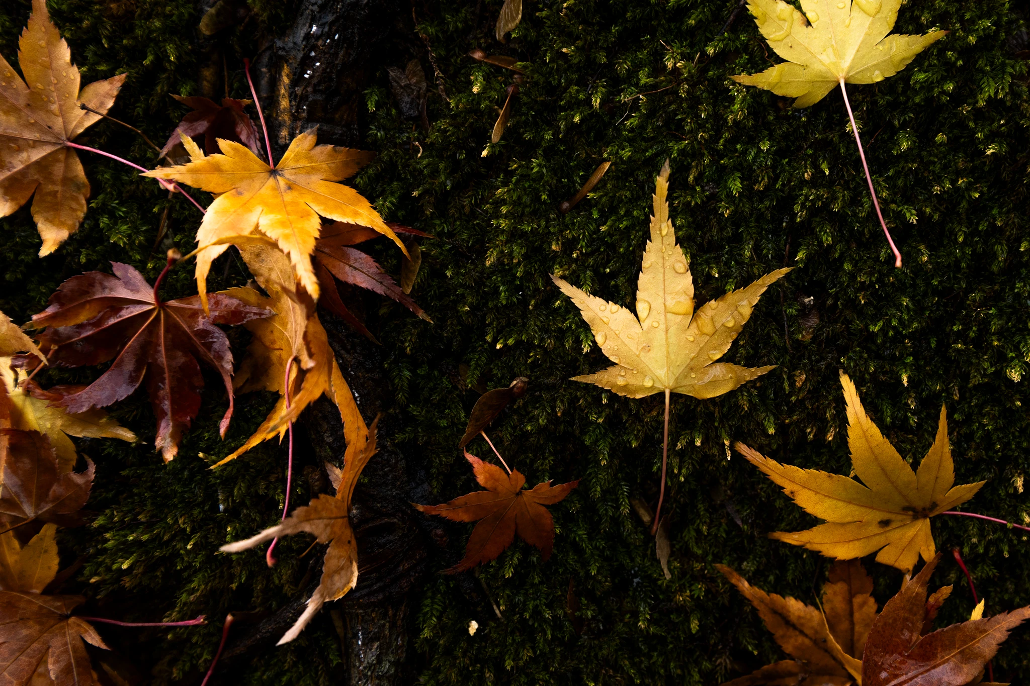 Autumn leaves resting on moss.